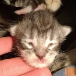 Kastrerade katter